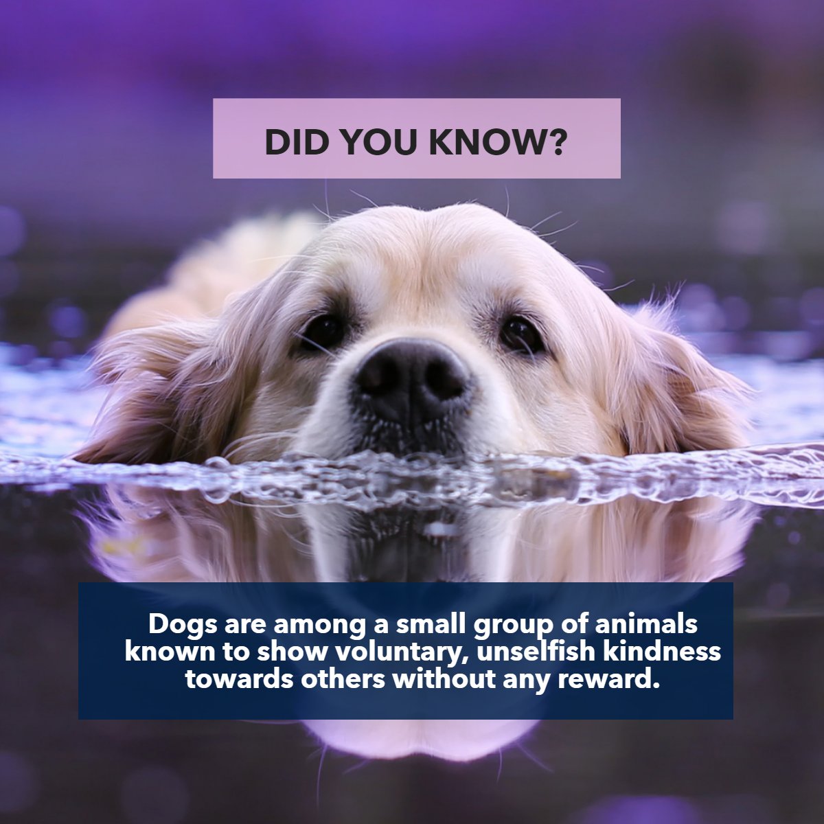 “Dogs have given us their absolute all. We are the center of their universe. We are the focus of their love and faith and trust. They serve us in return for scraps. It is without a doubt the best deal man has ever made.” – Roger A. Caras

#FunFacts #DogFact