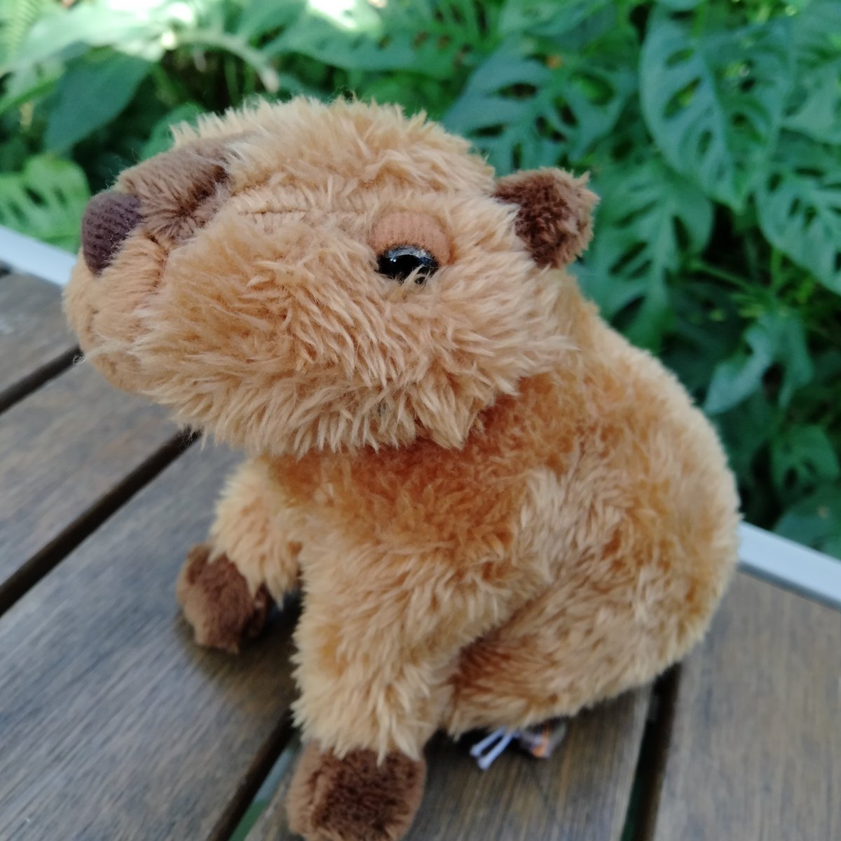 kobe_netshop's tweet image. 神戸どうぶつ王国オリジナル
「ぬいぐるみ 小さなカピバラさん」をご紹介します
手のひらに収まるかわいいサイズ!
眠たそうなお顔も小さな後ろ姿もとても愛おしい小さなぬいぐるみ。
新しいご家族にいかがでしょう
サイズ:14×11(㎝)
x.gd/FPzCL