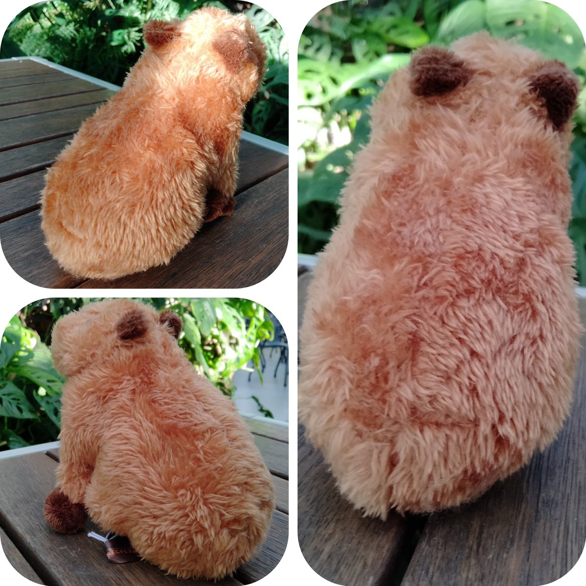 kobe_netshop's tweet image. 神戸どうぶつ王国オリジナル
「ぬいぐるみ 小さなカピバラさん」をご紹介します
手のひらに収まるかわいいサイズ!
眠たそうなお顔も小さな後ろ姿もとても愛おしい小さなぬいぐるみ。
新しいご家族にいかがでしょう
サイズ:14×11(㎝)
x.gd/FPzCL