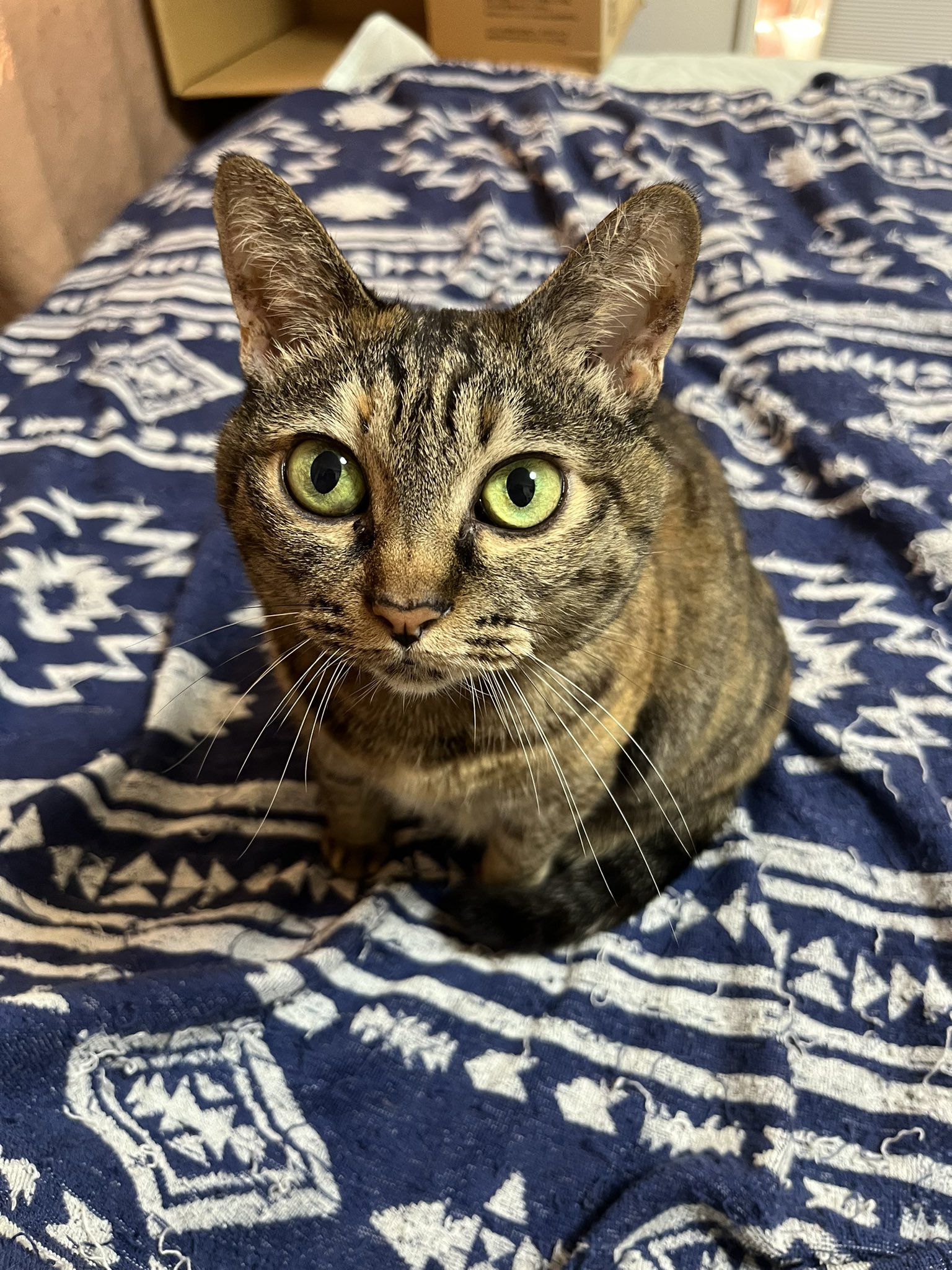 茶色ネコ ブラウンスポテッドタビー仔猫【sold】｜Saula Cats（サウラ