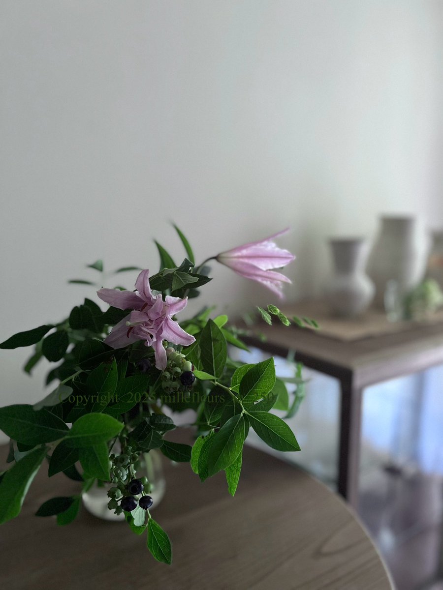 ブルーベリー🫐が色づいて。

昨夜、生涯最後の母とのケンカ🤜🤛💢😡かなり派手にやらかして。
50年分の恨み辛みをぶちまけるも、1ミリも分からない様子。

もはや怒りを通り越して、別の星の生物🪼認定、ﾄﾎﾎ😭