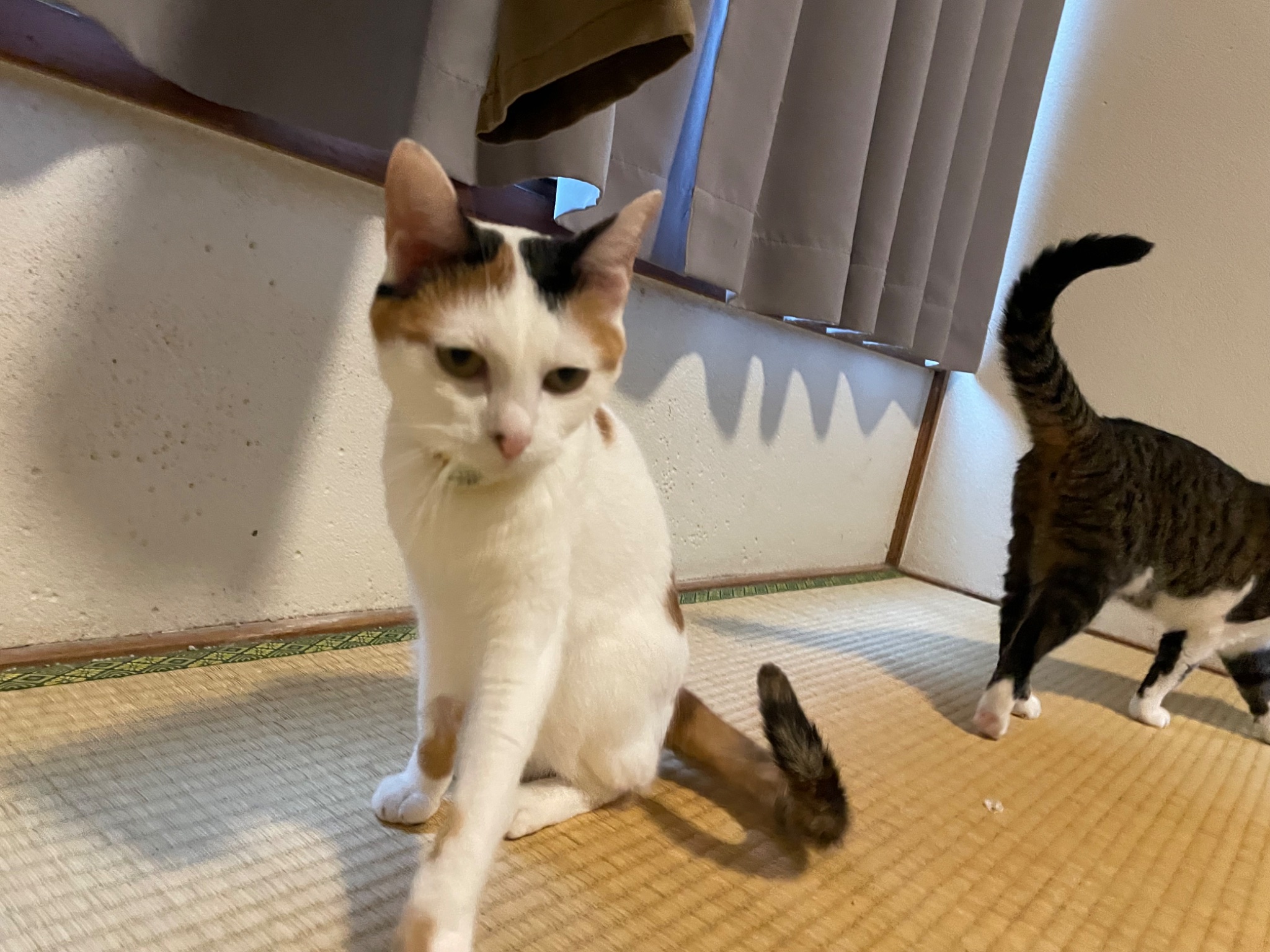 にゃんちゅ mofusand サメにゃん超BIGぬいぐるみ｜タイトーの2月のおすすめ