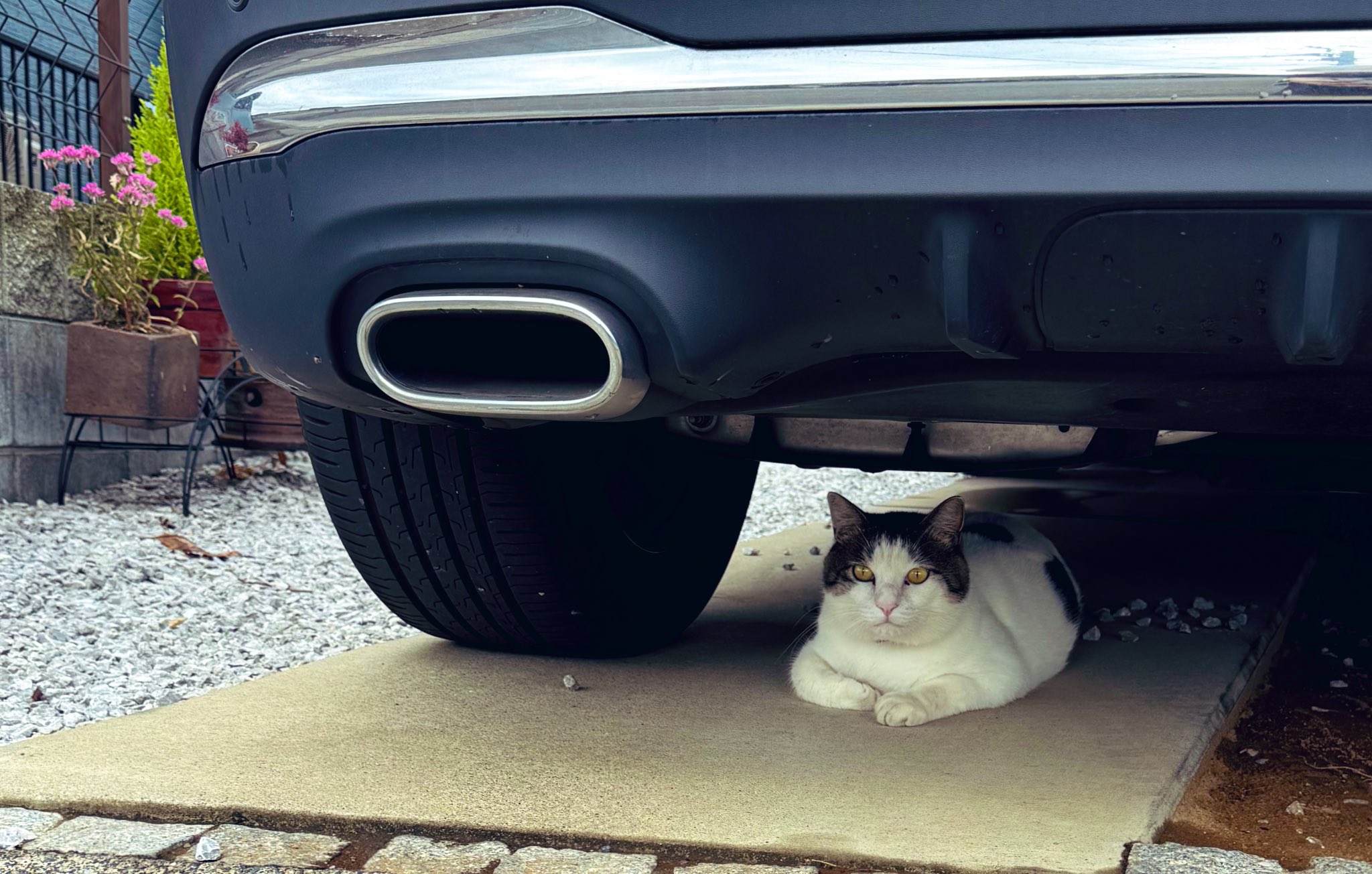 雨*猫様 画像追加しました。さらに値下げ❗️値下げ❗️アンティークミシンです 雨*猫様 画像追加しました。さらに値下げ❗️値下げ