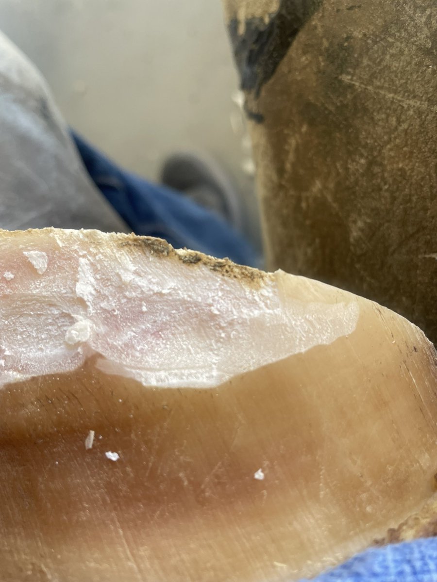 Cut my hand trimming horse hoof