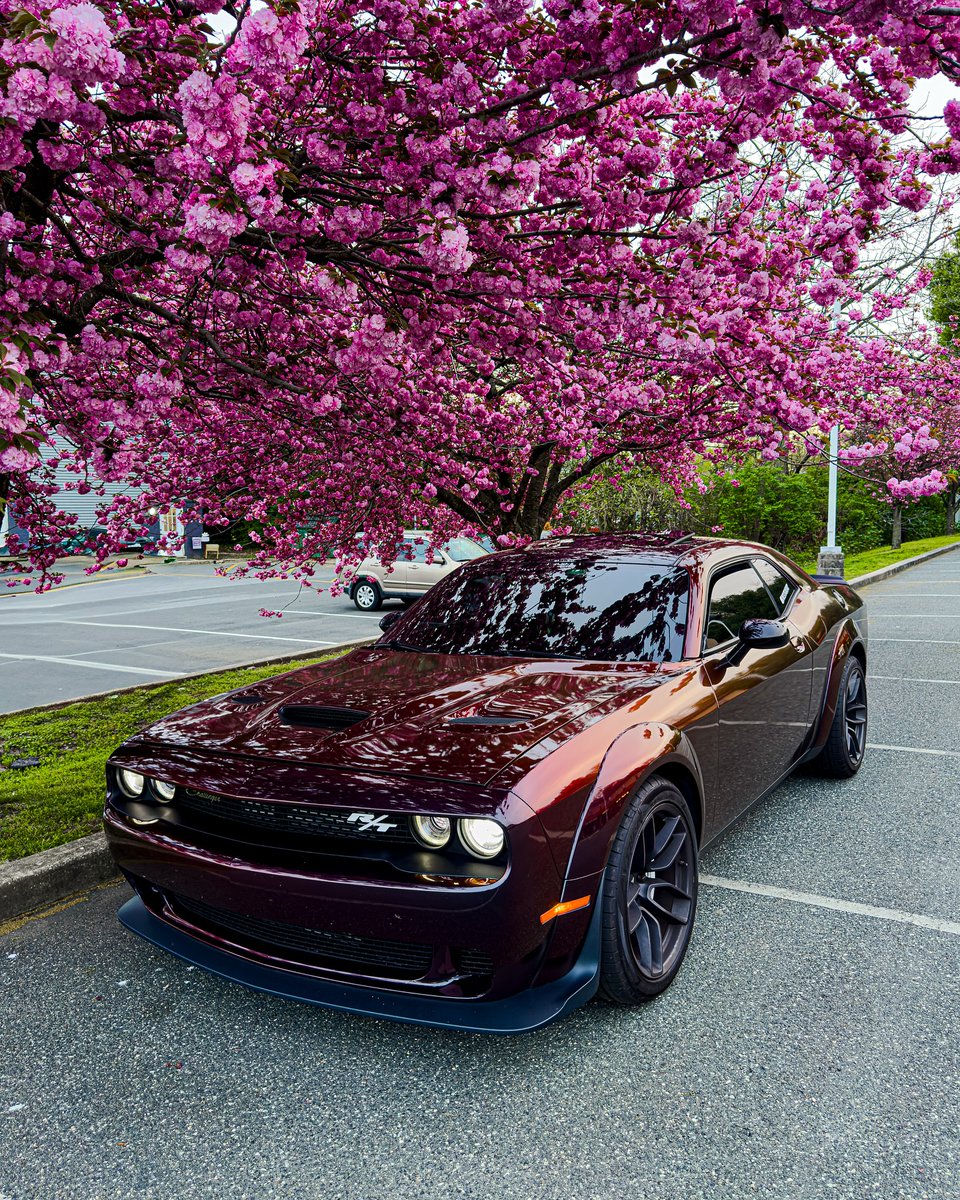 Mopar Chakmol🩵 (@moparchakmol) on Twitter photo 