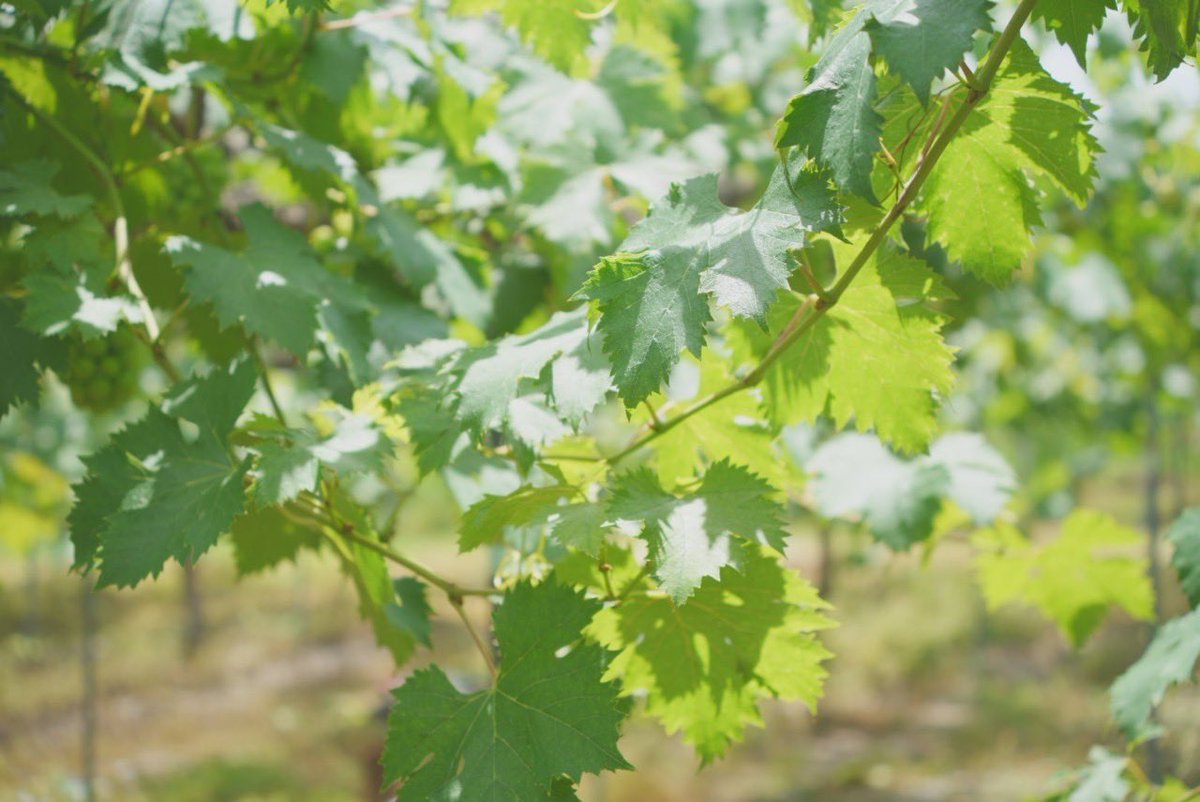 📢ぶどうの予約販売を開始しました！
8月中旬〜下旬頃に順次出荷予定となります。

今年から自社オンラインストアで販売します🍇
不慣れな点もあるかもしれませんが、ご不明なことがありましたら、お問い合わせフォームやDMよりお気軽にご連絡ください✉️

皆さまのご注文を心よりお待ちしております☺️