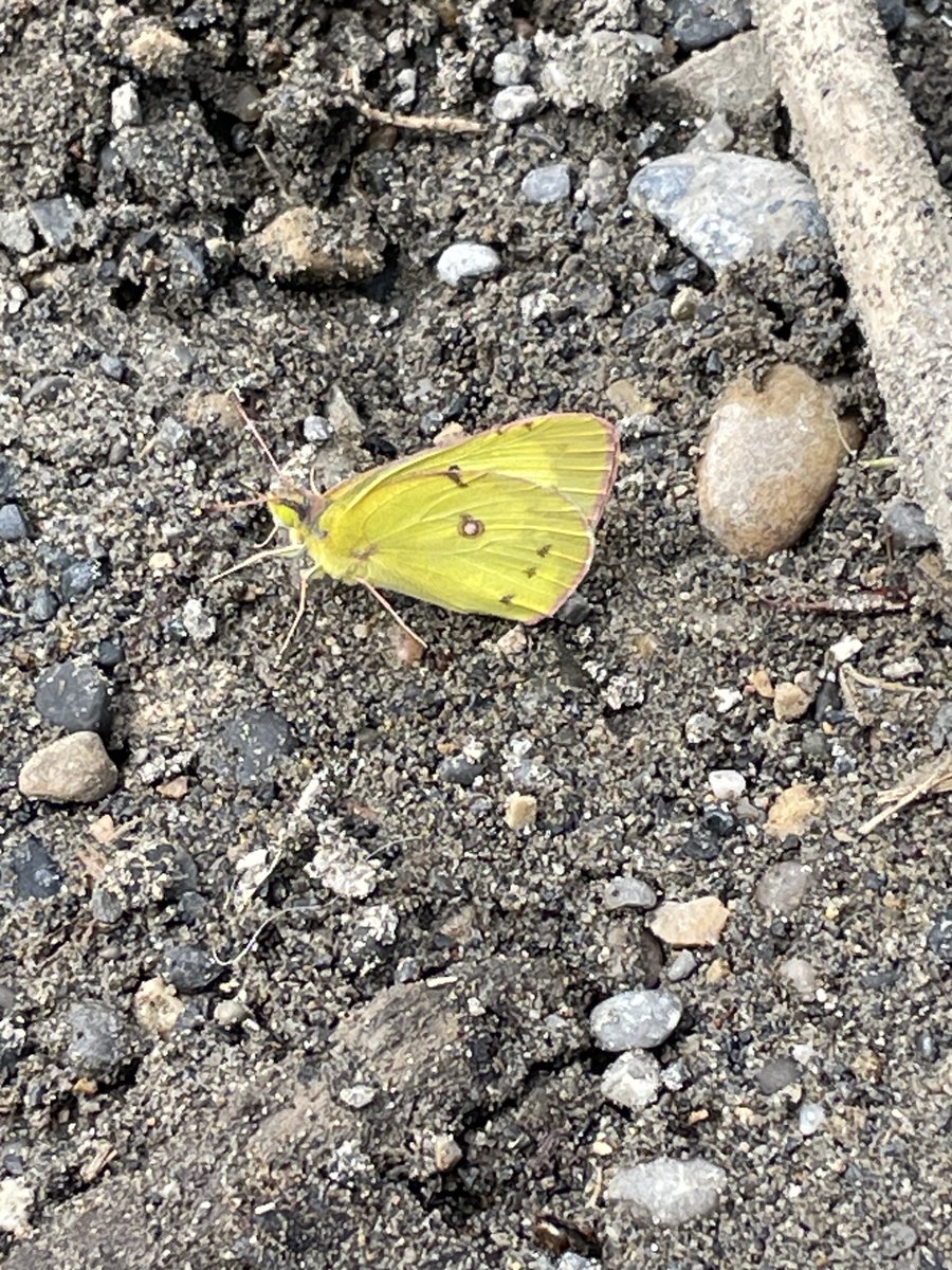 SLB_211's tweet image. A first for me. Some type of Sulphur butterfly. It rested for a long time on the sandy shore by the river, then had a dance with a White Cabbage butterfly. 💛#Butterflies