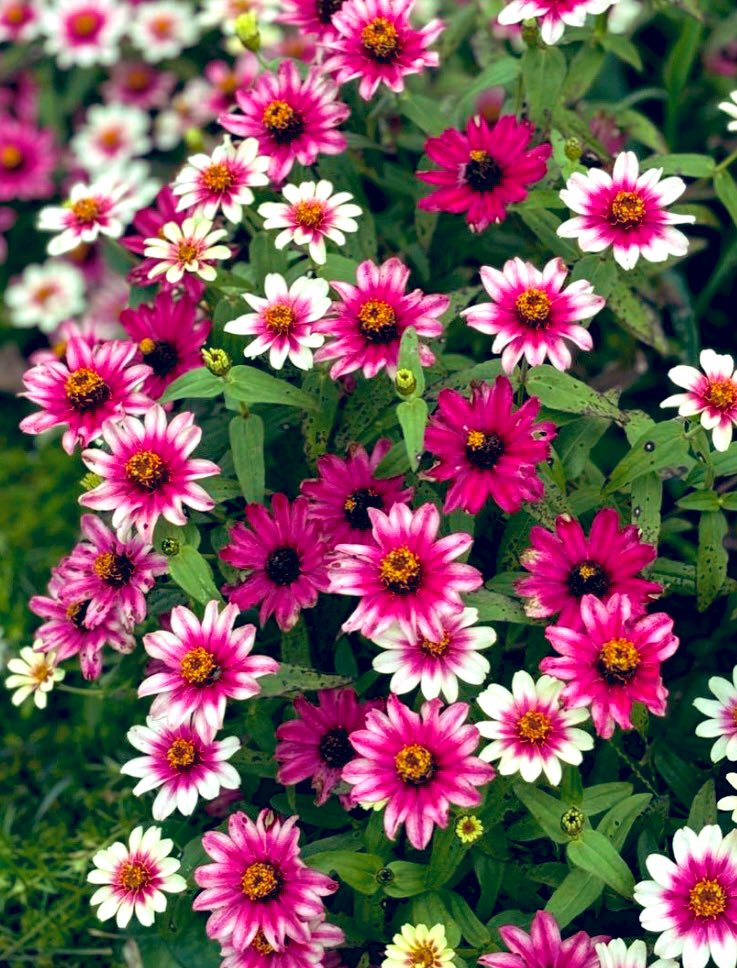 ❤️可愛いジニア🍃