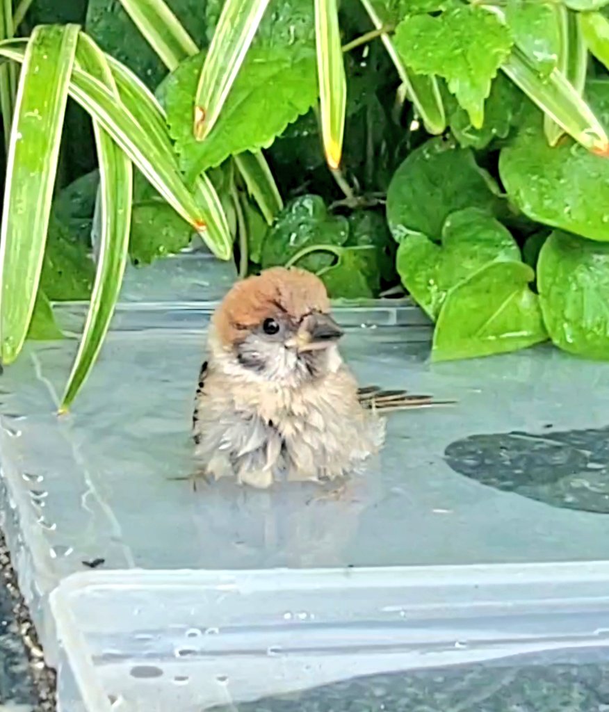 pi_pipi33's tweet image. スズメﾁｬﾝ⛲
ｵﾊﾖｰｺﾞｻﾞｲﾏｽ 🐥
今週もよろしくお願いします(⁠•⁠ө⁠•⁠)⁠
