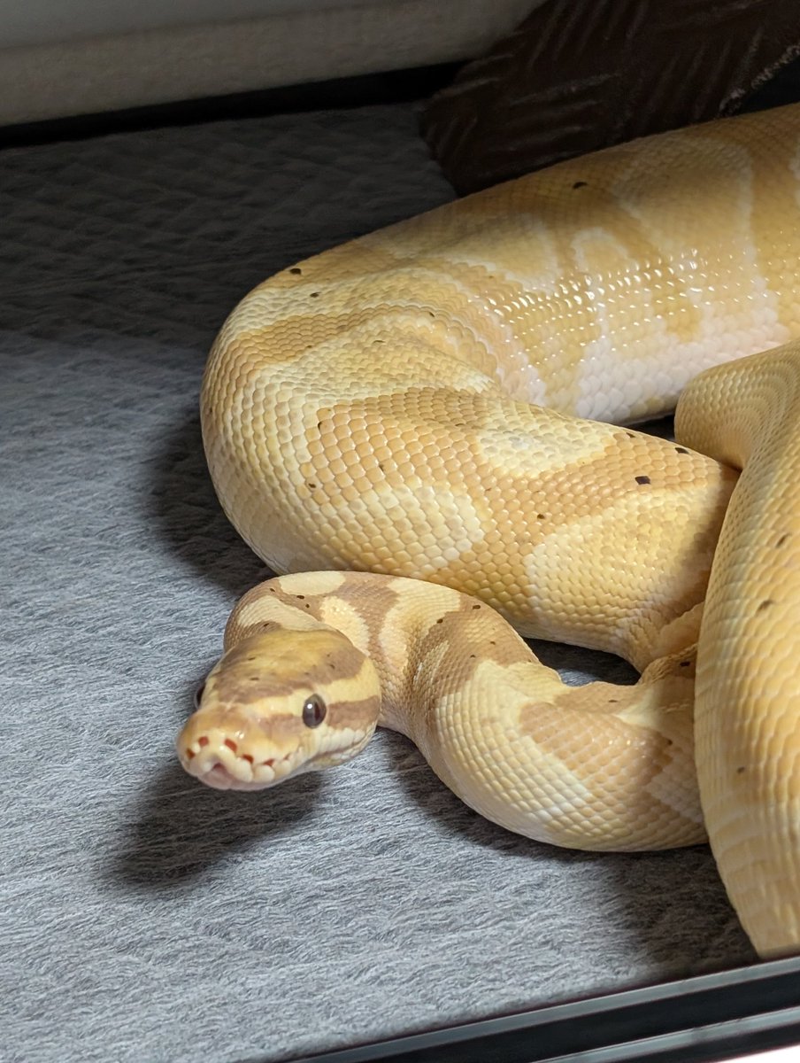 velocy_snaking's tweet photo. 427日目
何をどうやったらシェルターが180度回転して、入口から出られなくなってしまうのか...
直してあげたらこの顔 https://t.co/aPetXJo2vS