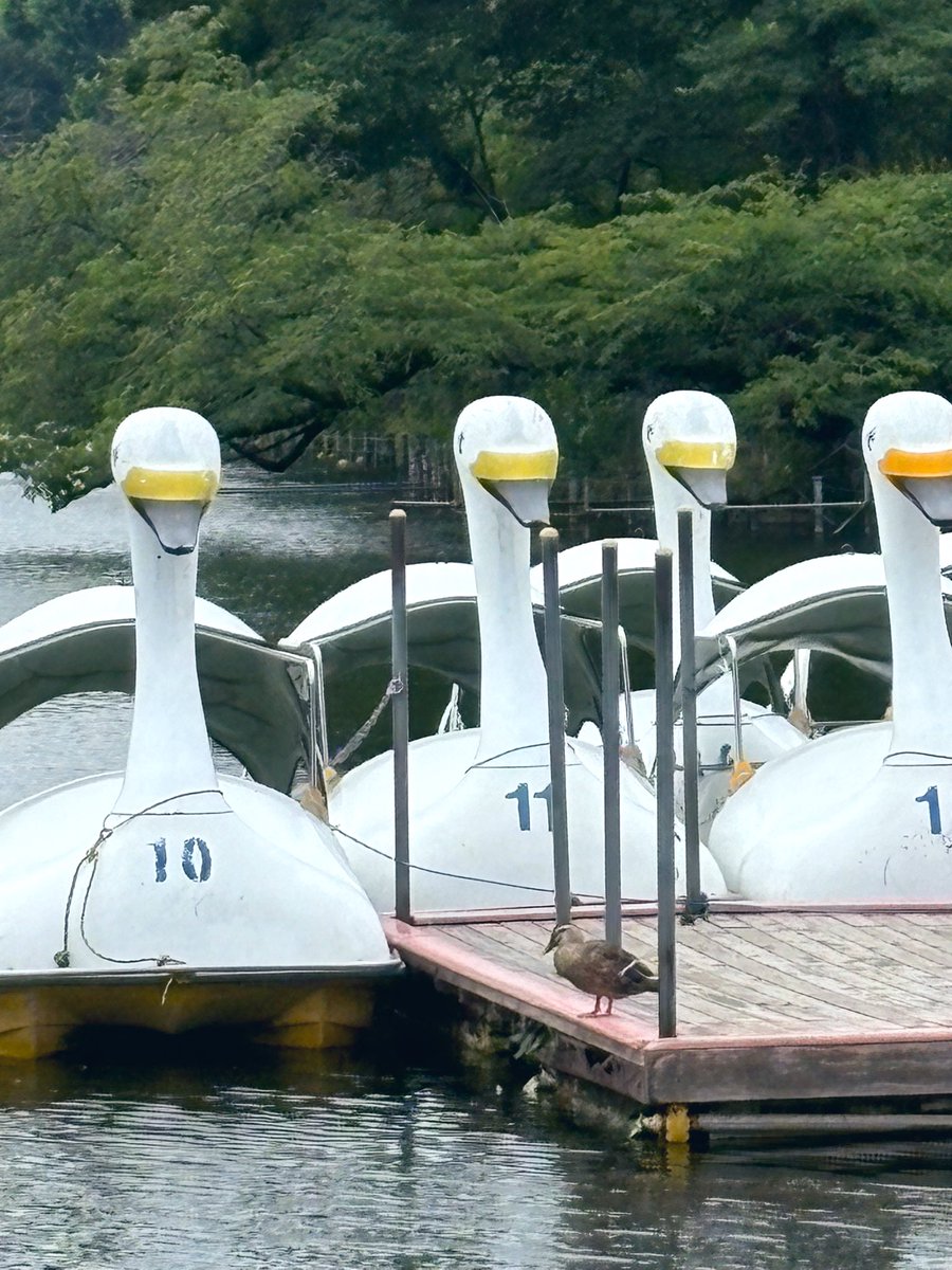 nord_base's tweet image. グッモー!パラっと降ったかと思ったら、すぐ日が出てきた気まぐれな井の頭公園の朝です、どうぞ。
月曜日、どーにかこーにかがんばりましょー。