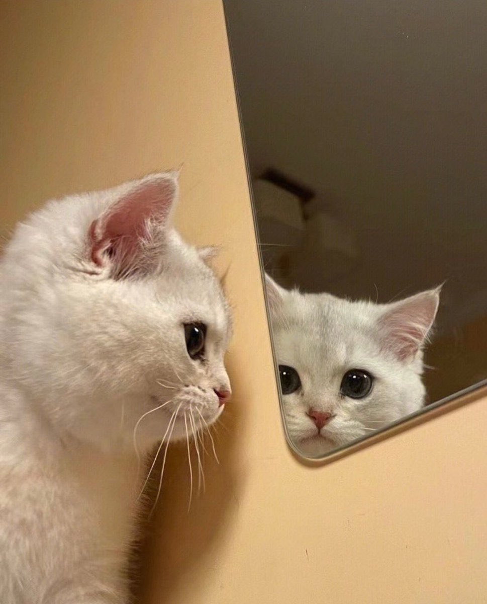Cat__Auras's tweet image. I see you