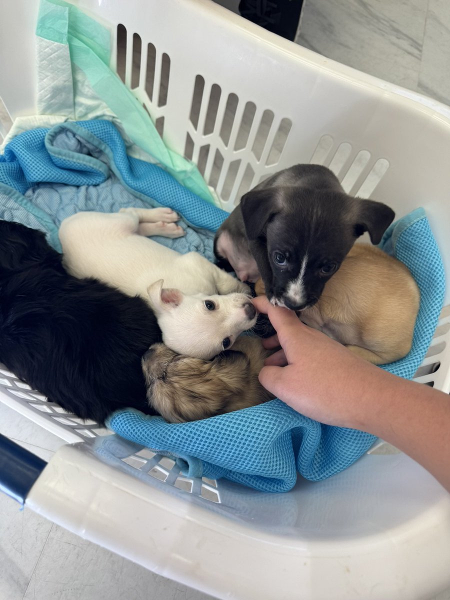 14 of the dogs at the rescue I volunteer at every weekend currently have heartworm and I want to cry 😭. I hope they raise the money needed for the treatment 

If anyone wants to help some puppies and adult dogs even $1 would help! puppyhavenrescue.com

Puppy photos bc I have