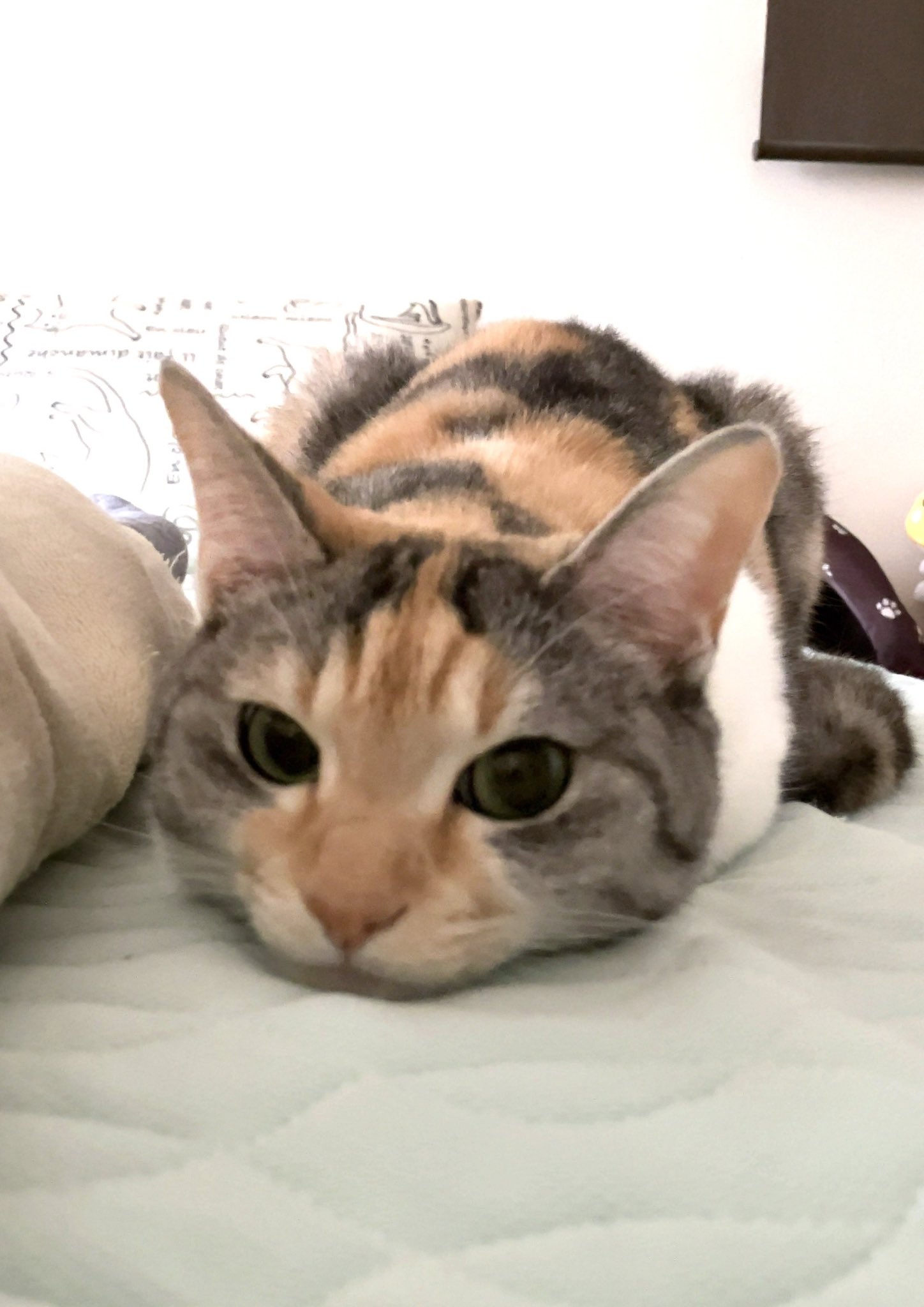 三毛猫のひめちゃん (@mikehime0707) / X