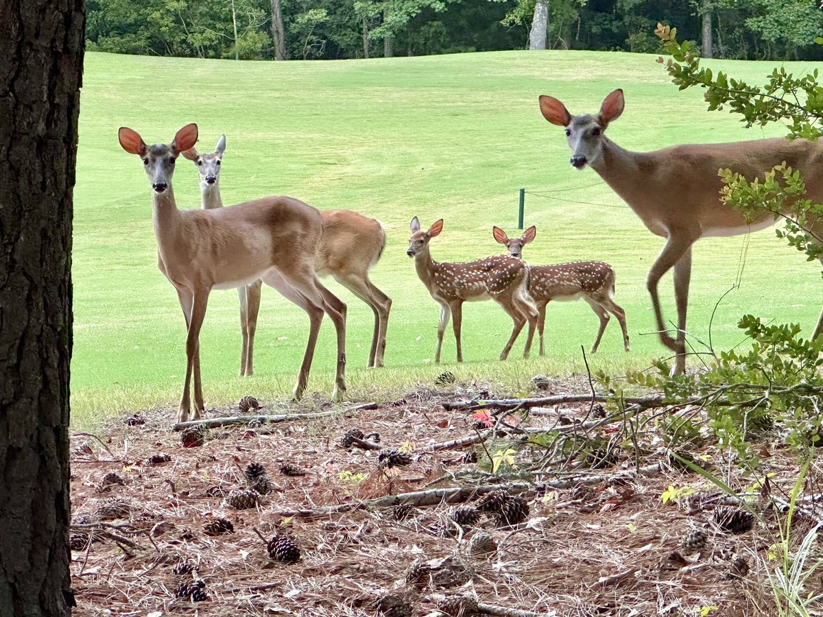 I love living here in #NorthCarolina…. A few of my friends stopped by tonight to say hello.