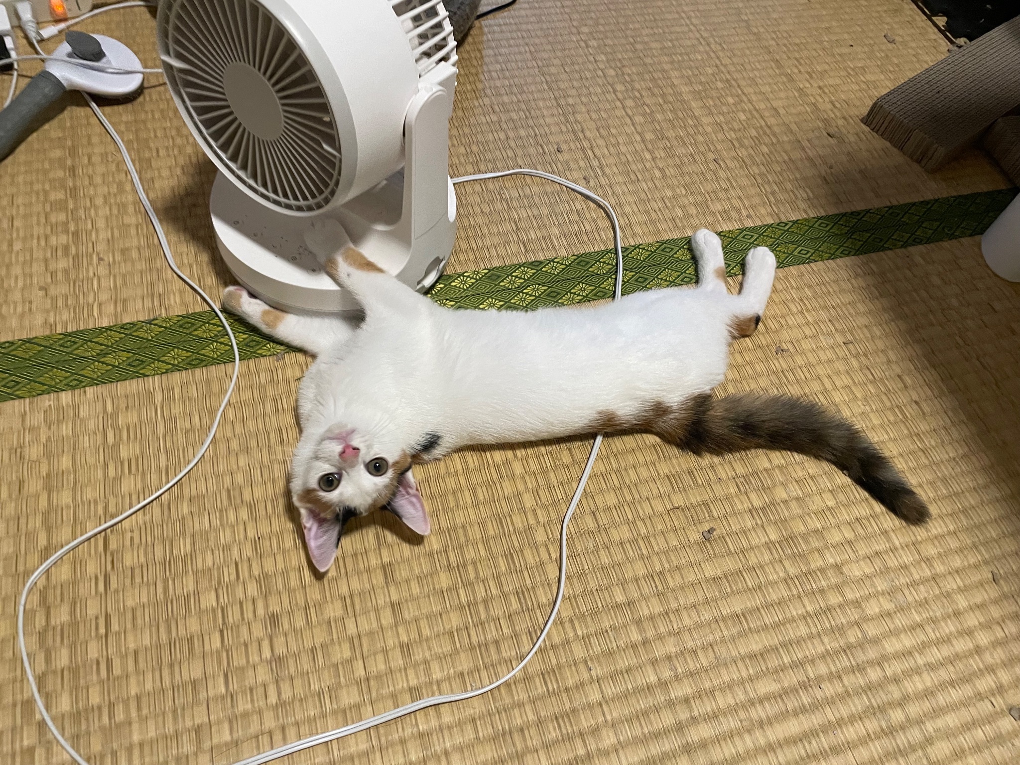 にゃん太 にゃんちくだいすきくらぶ on X: 
