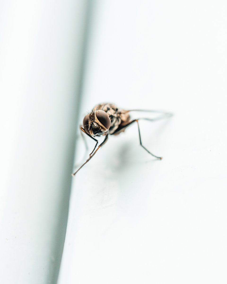 Had to shrink myself down to get these shots. Sony a1 + Tamron 90mm. #photooftheday #SonyAlpha #Photography