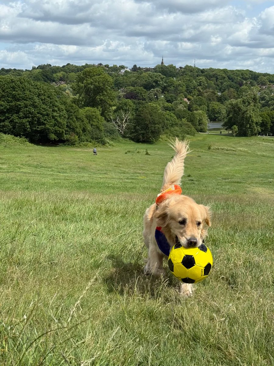 anna85358443's tweet photo. Pure joy in a field of green, with a golden retriever and a soccer ball. https://t.co/5ol98RDJhp