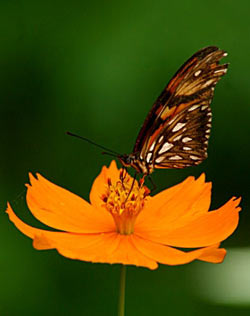 y al fin su vuelo absurdo reposara
-tal como en una roca azul d la pradera-
sobre la linda rosa d tu cara..
Quisiera hacer un verso q tuviera
toda la fragancia d la Primavera
y q cual una mariposa rara revolara
sobre tu vida, sobre tu cuerpo, sobre tu cara.
Poesía eres Tú