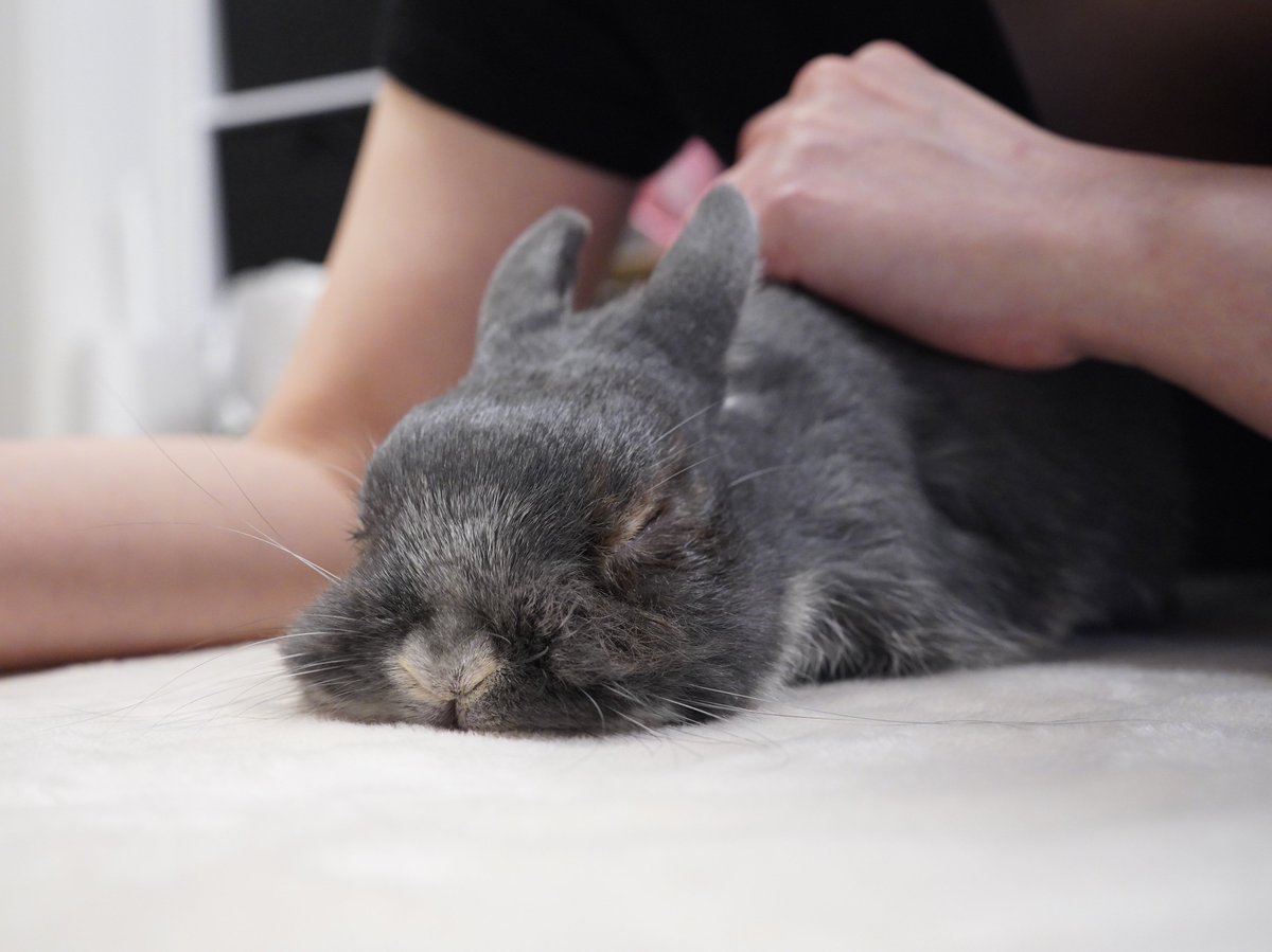 punkrabbit69's tweet image. リラックスしてスヤスヤ💤