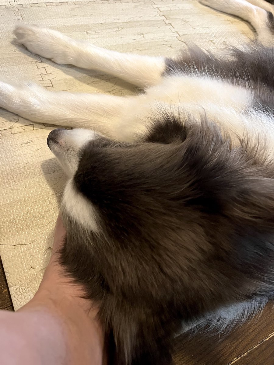 コレ裸足の季節になるとよくやるやつ

父ちゃんの足の甲まくら
先代もよくやってた

熱いので足引っこ抜きたいけどスヤスヤ寝てるので我慢.. 😅