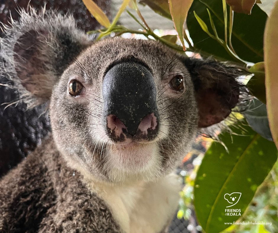 Friends_Koala's tweet image. π¨ Humphrey gave us the runaround before rescue! Heβs battling severe chlamydial cystitis & was in poor condition.
Now safe in care, cleaned up, and starting treatment + supplements.
Weβre hopeful for a full recovery! ππΏ
#KoalaRescue #koala #koalahabitat
