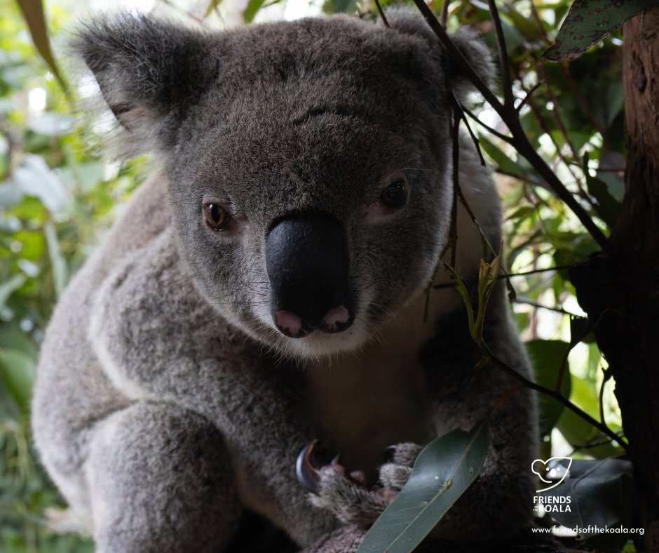 Friends_Koala's tweet image. π¨ Humphrey gave us the runaround before rescue! Heβs battling severe chlamydial cystitis & was in poor condition.
Now safe in care, cleaned up, and starting treatment + supplements.
Weβre hopeful for a full recovery! ππΏ
#KoalaRescue #koala #koalahabitat