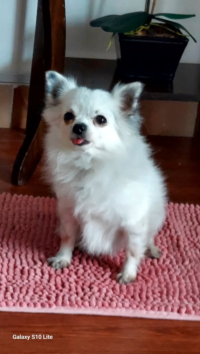 SolangeRebechi's tweet image. 