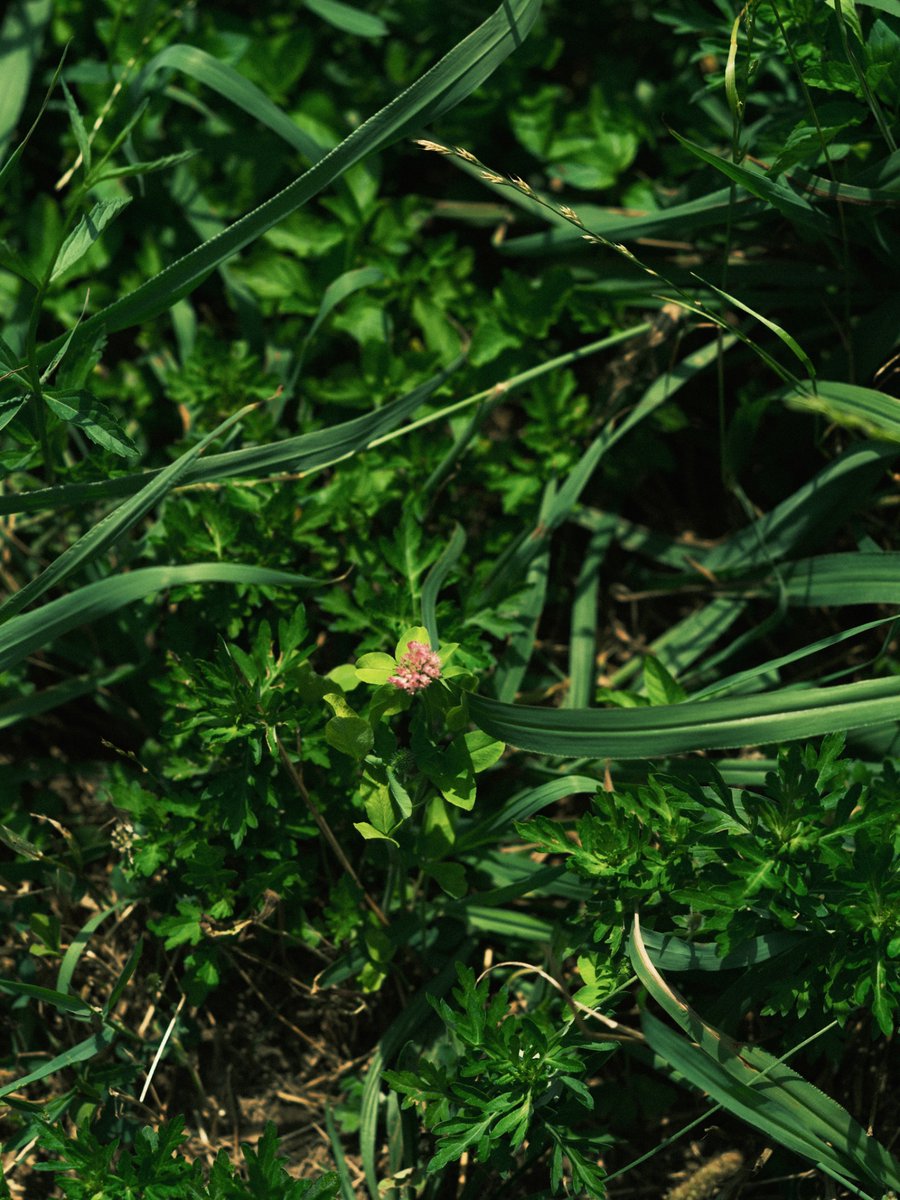 32_mitu_oo0's tweet image. ice.