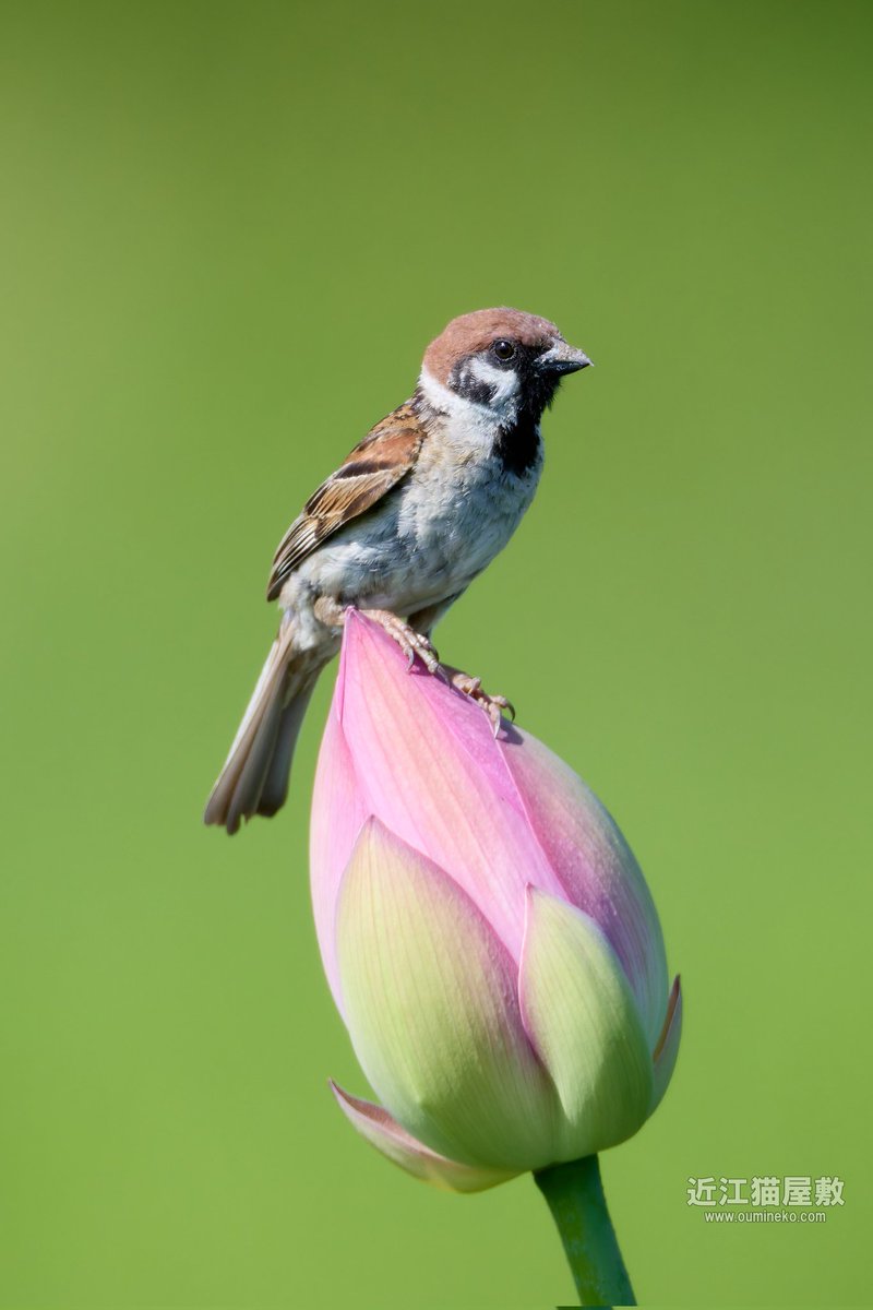 オオヨシキリを撮ってたらスズメもちょこんと。
#野鳥観察 #野鳥写真 oumineko.com/archives/35469