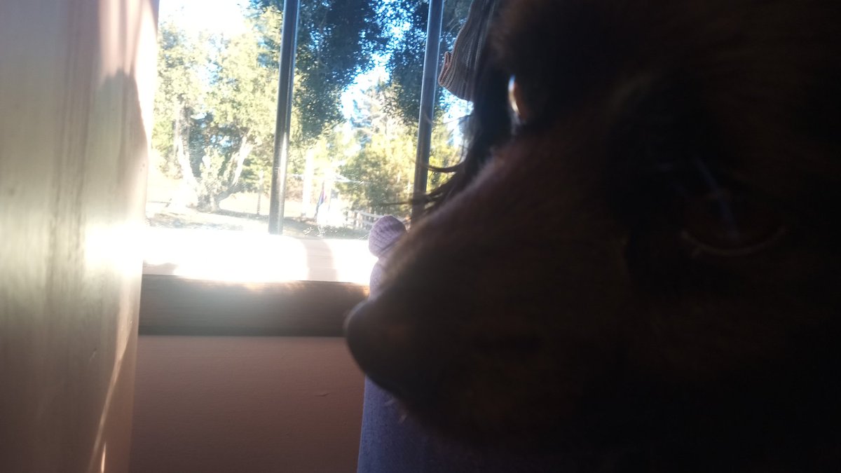 Bariloche, llevé a vacunar a Tito $ 25000. A los días se rascaba la oreja , otitis. Consulta , más medicación $ 48000. El 23 lo operan de una hernia de ombligo $ 120000.
Amo a mi perrito pero me  partieron al medio los gastos. 😿