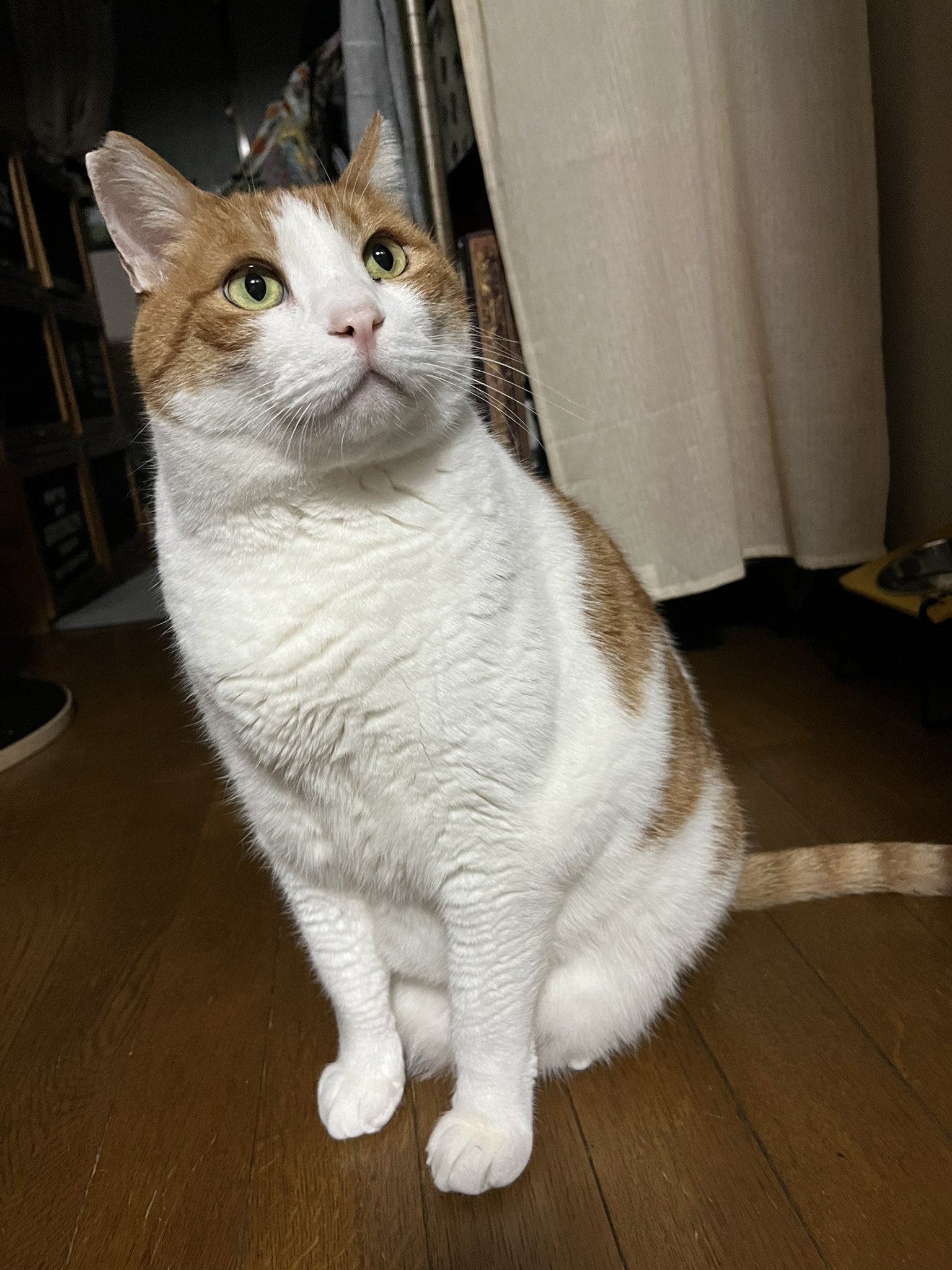 あつあつ on X: 