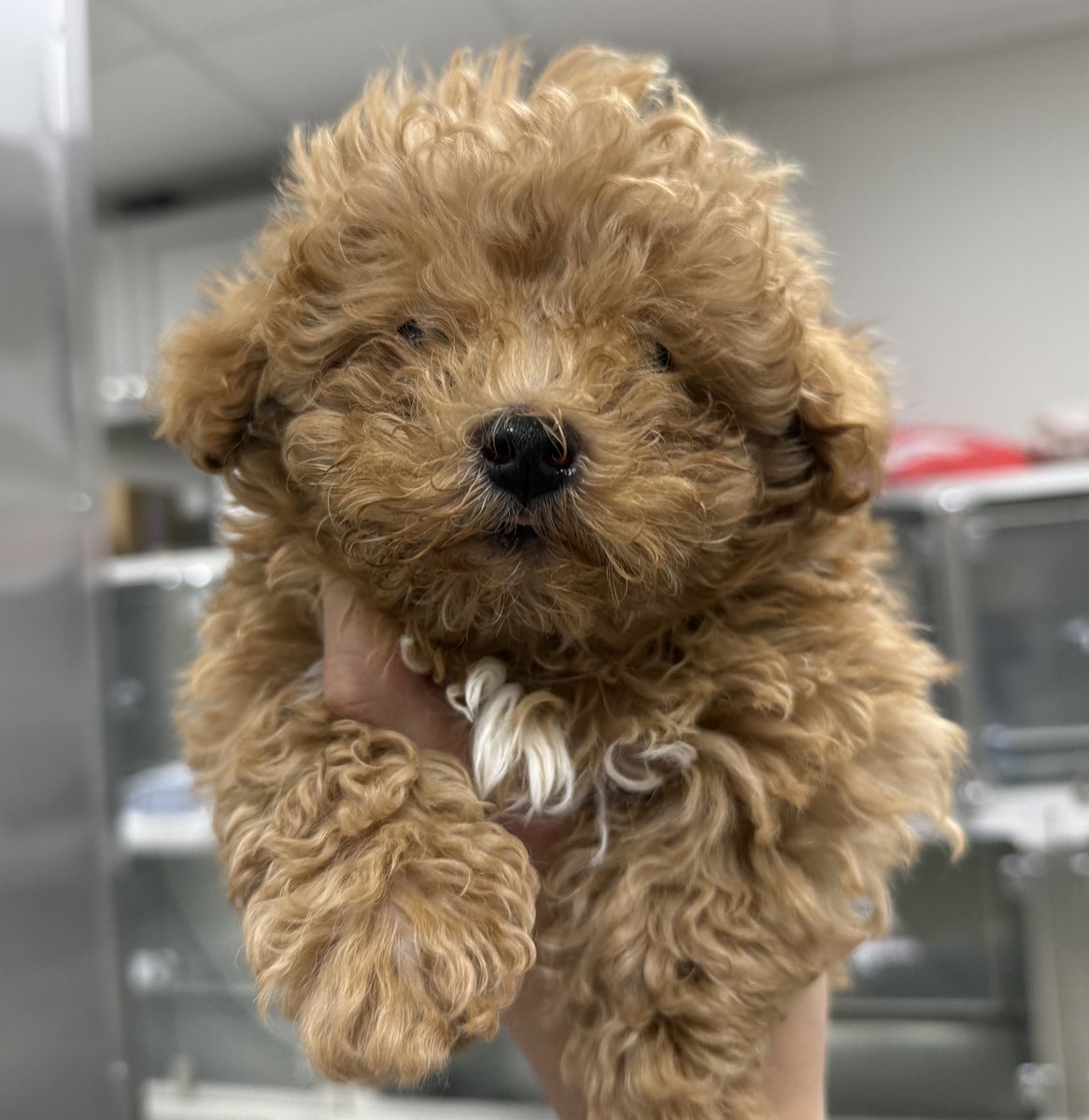 다음 환자가 청솔모한테 물려서 왔다길래 -아 뻥치지 마세요 세상에 그런 찐따같은 강아지가 어딨어요~ 했는데 

얼굴 보자마자 납득 완 ㅇㅇ