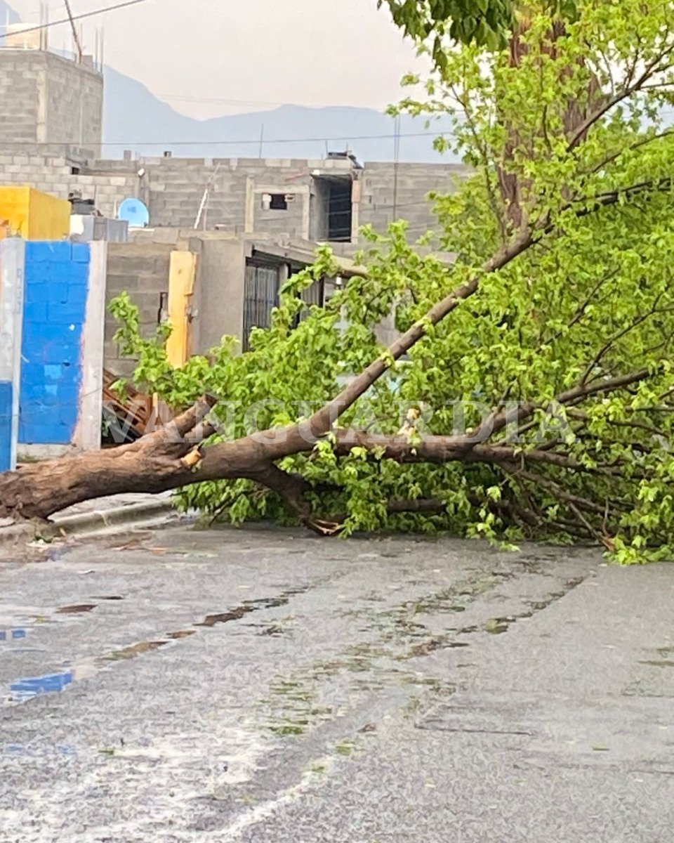 #Saltillo | ⛈️🌳 Tras las intensas lluvias, un rayo alcanzó a pegar en un árbol y lo derribó en calle Torre de las Amapolas, en la colonia Valle de las Torres 2. Está obstruyendo la vialidad.
¿Sufriste alguna afectación en tu colonia?