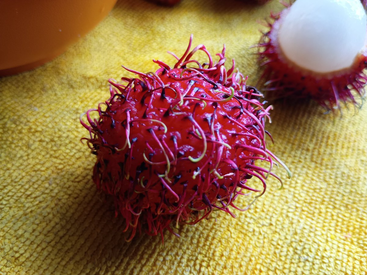 marioalexer's tweet photo. Encontré rambután en el mercado y fue como salir de las páginas de La chica mecánica. En Tailandia la llaman ngaw. En el libro, es obsesión, recuerdo, esperanza. https://t.co/khz553hZRv