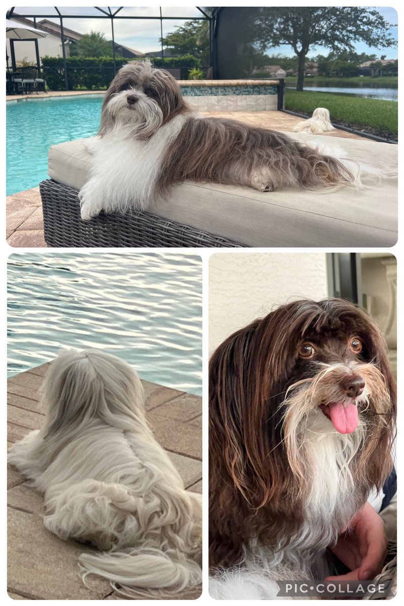 grayparker23's tweet image. Sundays in Napkes Florida 😊🐶