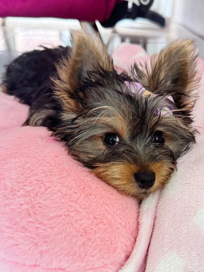😍🐶 Mirada colmada de #AmorVerdadero... nuestra Emma.