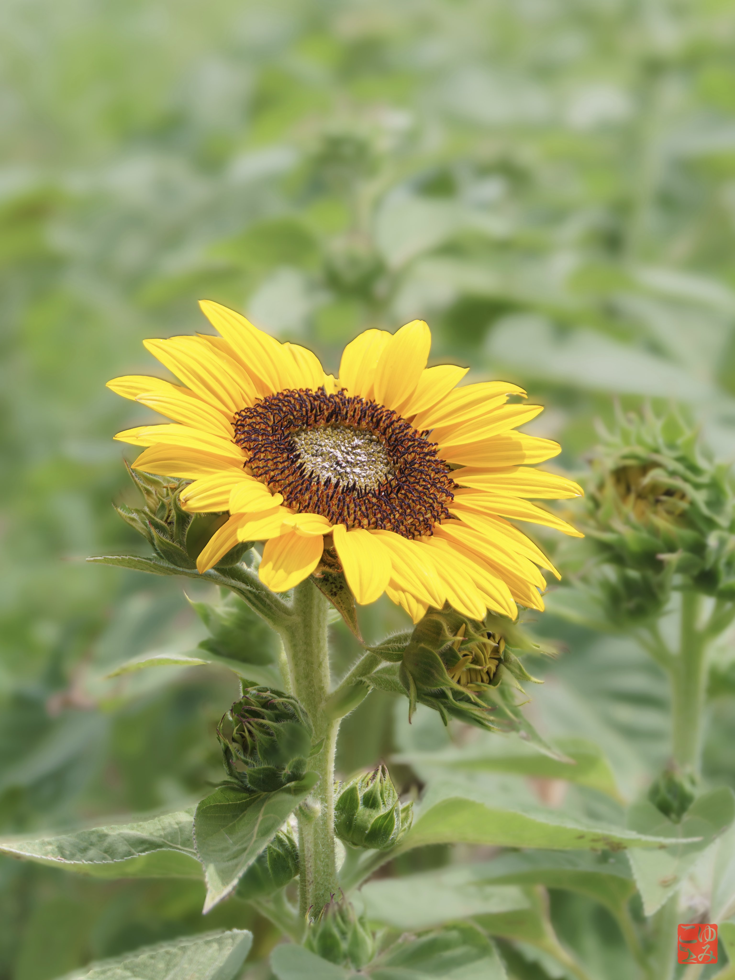 Picture with sunflowers-ひまわり Amazon.com: ZXHYWYM Sunflower Canvas Wall Art Vintage