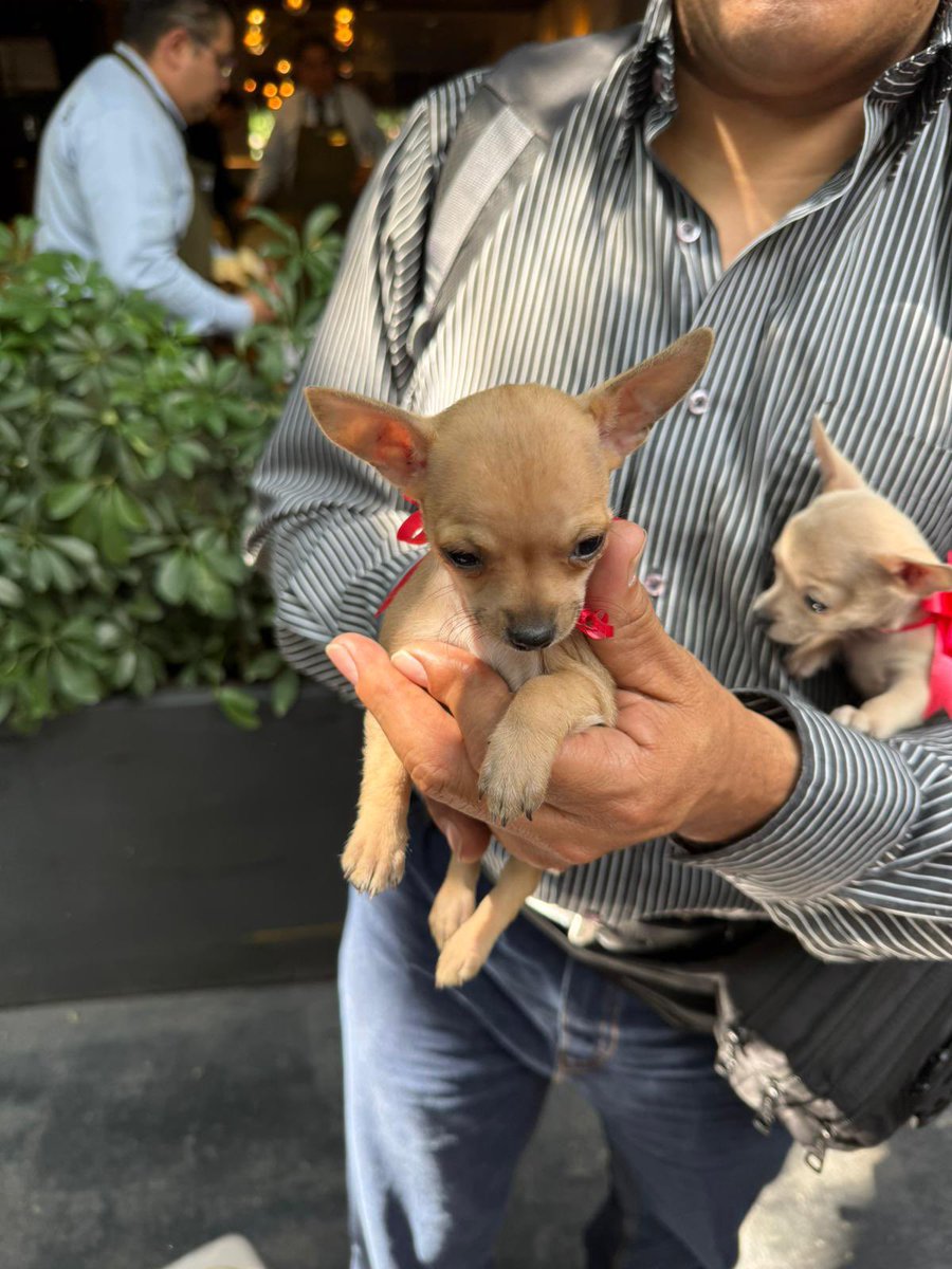 PolsRf's tweet photo. @BrigadaAnimalMX @mauriciotabe @cdmxpolanco @rescatalandia @GranjitaTyH @supercivicosmx. En la calle de Emilio Castelar, #Polanco, estaba este sujeto vendiendo cachorritos. Ya ni por donde empezar diciéndole cuantas leyes está violando, total falta de empatía 🤬😤 https://t.co/mmbDiTP9LM