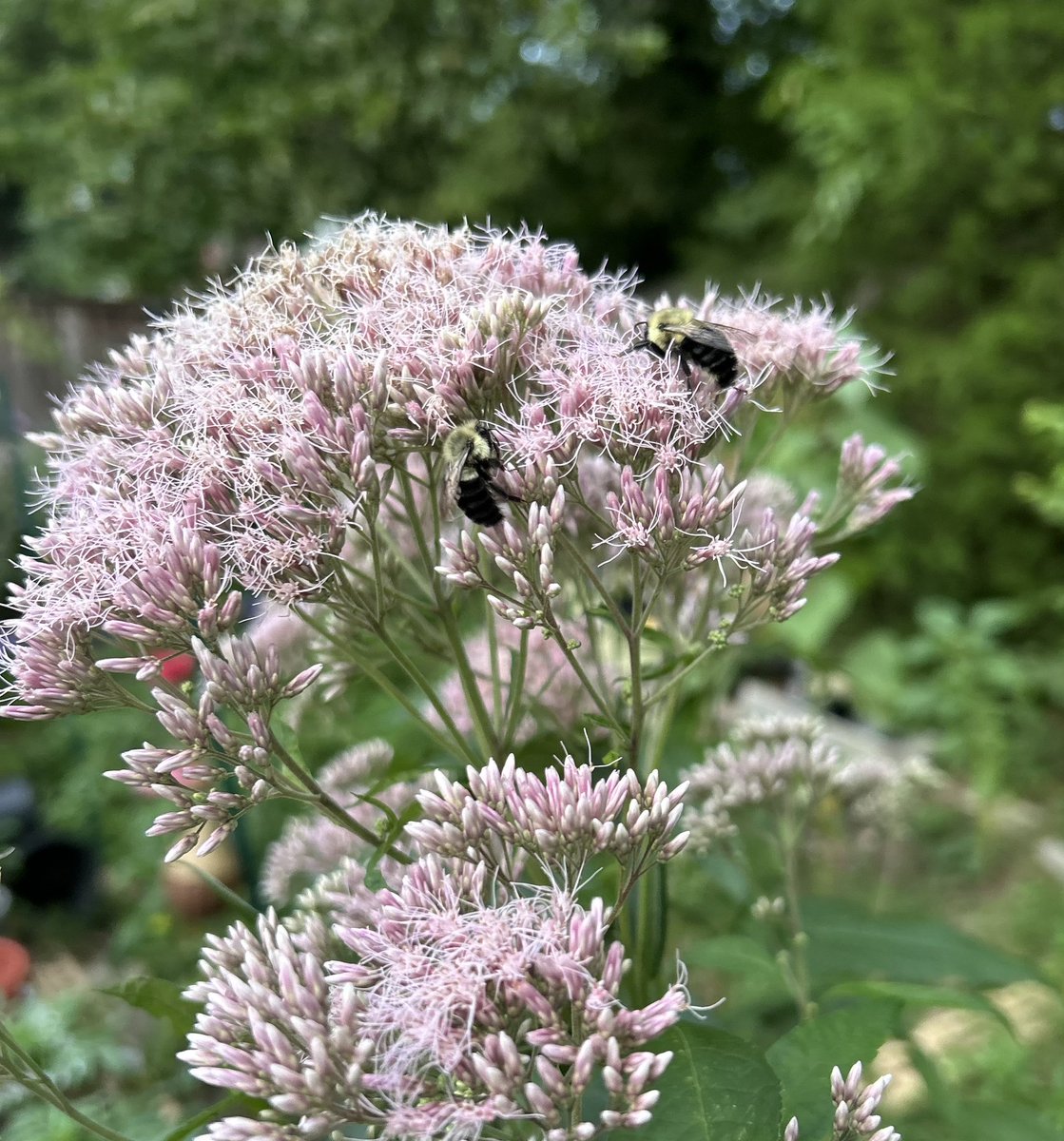 Less lawn mowing means more of this, and more of this means more successful crops. 🐝🐝🐝🍒🍑🍎🍓🥬🥦🥒🥕🌻🌼🪻🌹