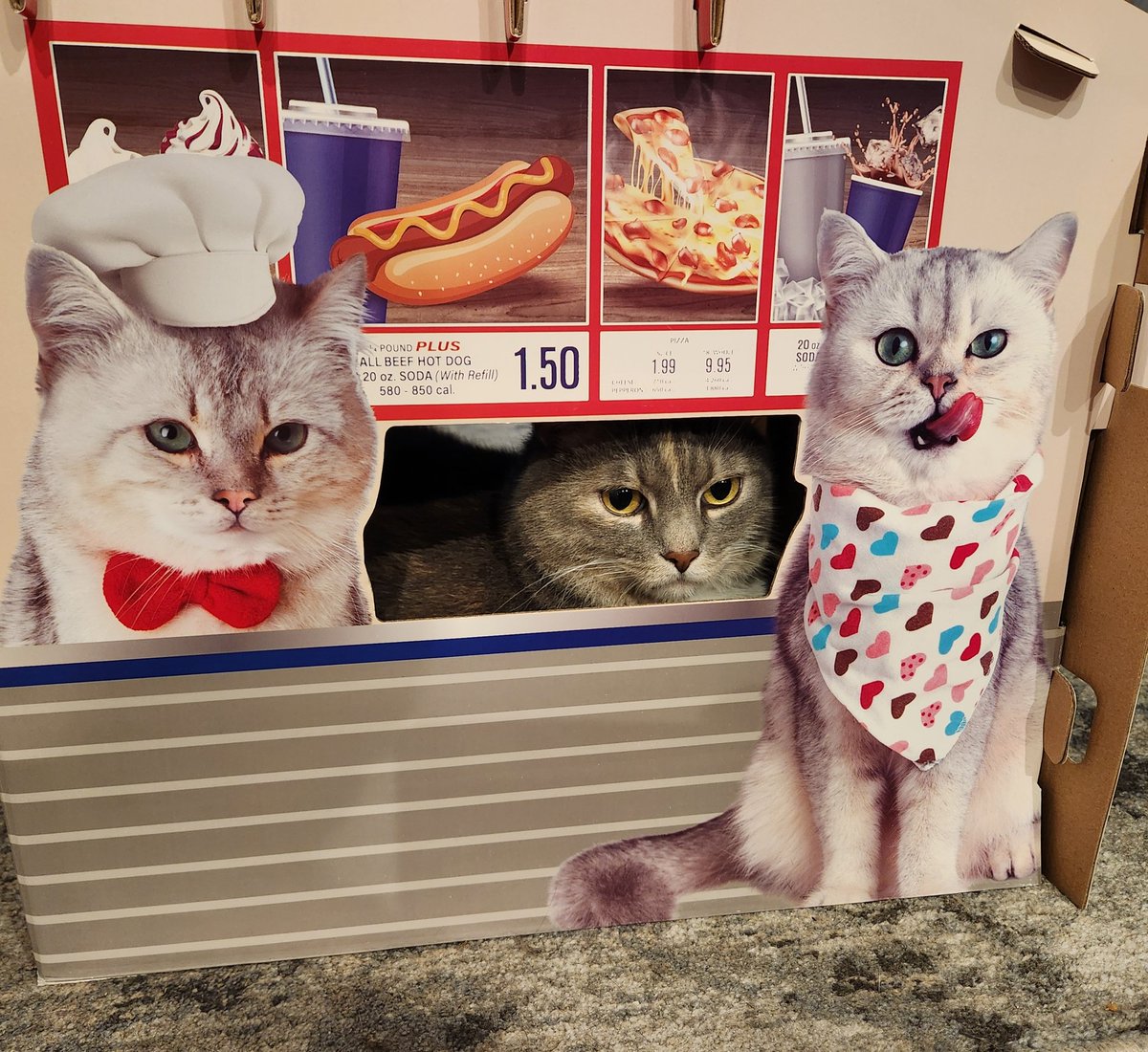 1776Carolina3's tweet image. Fatsy Cline over here looking like a college kid who's pissed off her parents made her get a summer job at Costco.
Also, dont tell me you love your cats if they dont have their *own* Costco.