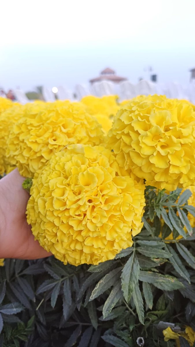 Hope92590's tweet image. ستظل ربيعا مورقًا إذا أردت،
وستكون شيئًا مختلفًا إذا قررت،
وسيأتي الله بِما كنت تحلم به،
إن آمنت بما أعطاك الله، وبدأت.🦋
#أذكاركم_حفظكم_الله
#صباح_الخير_أحبتي .🌸