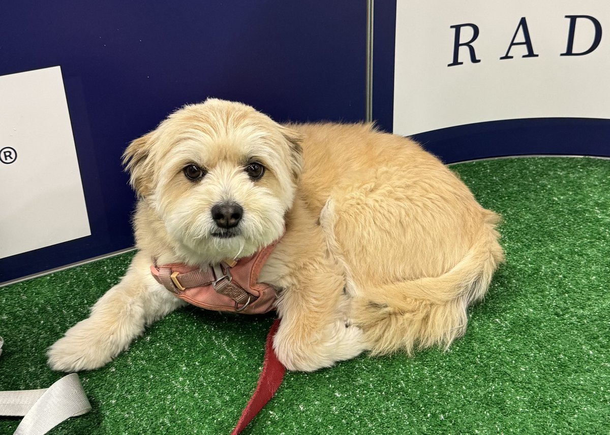 JoyYWu's tweet image. Omg puppies at the Bark Park #ENDO2025 🐶🐾🥺