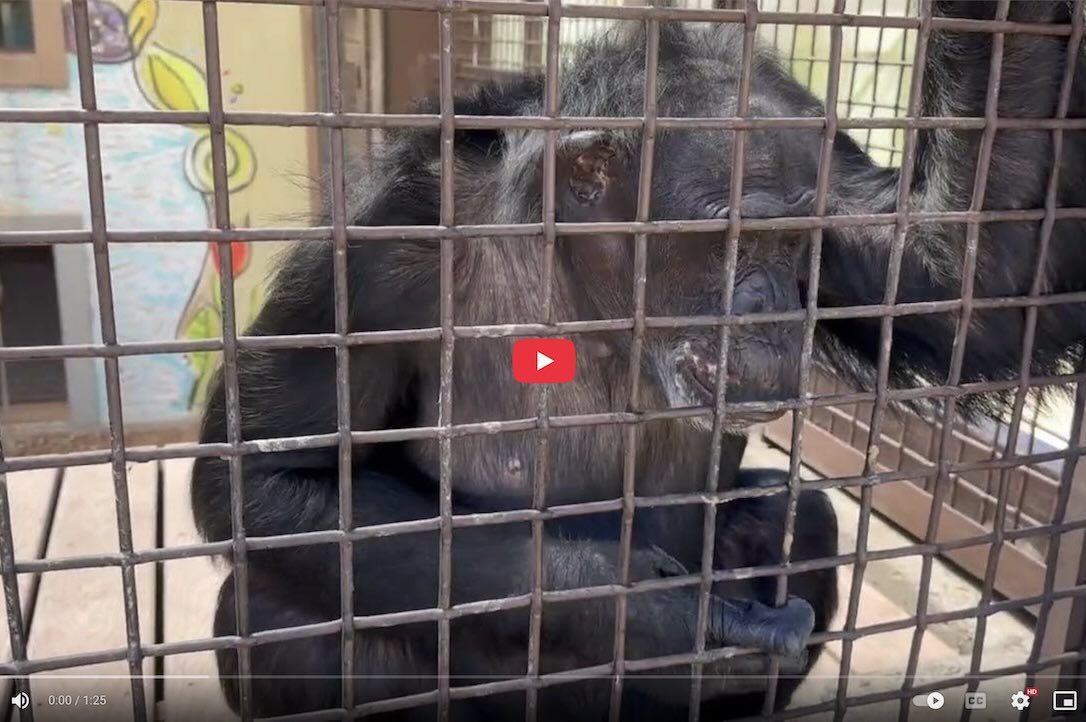 ChimpSanctuary's tweet image. Summer&apos;s Bounty -  chimpsnw.org/2025/07/summer…