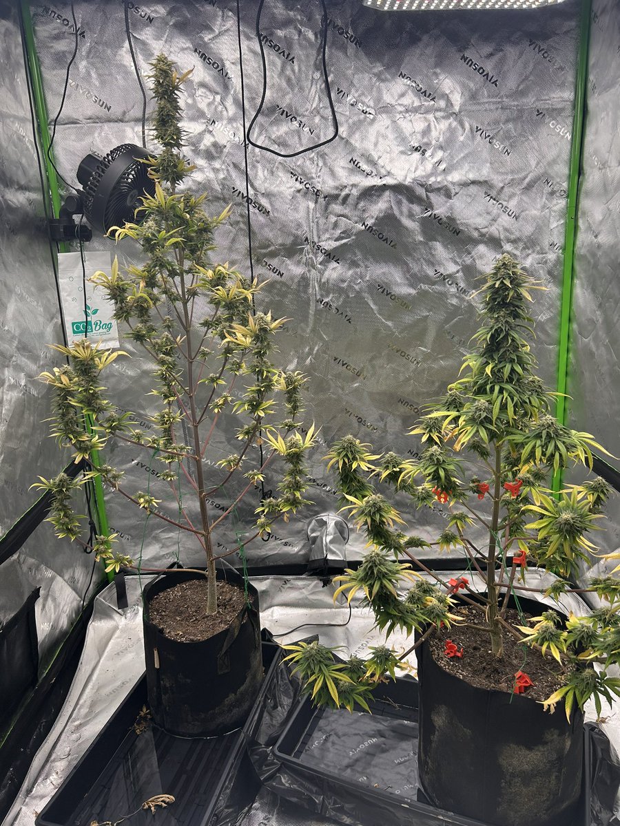 Looking thick. About done. I thought maybe another month but they are starting to get milky white sticky icky. Will wait a week see where it’s at give it another week or two and hopefully these knock my hat off. Purple Punch autos that didn’t auto. I took three clones.