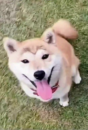 🐶🆘【#栃木県迷子犬】🎈
🔷2025.7.5
🔴那須塩原市青木
▶︎黒磯青木郵便局から南西に約1.2㎞「チーズガーデン」の看板がある交差点付近の自宅から迷子になっている
〝はなちゃん♀〟を探しています🐾
⚠️7日or8日
那須塩原市高林１２０６−８
👉 須田医院近くのお宅の庭で目撃との情報があります