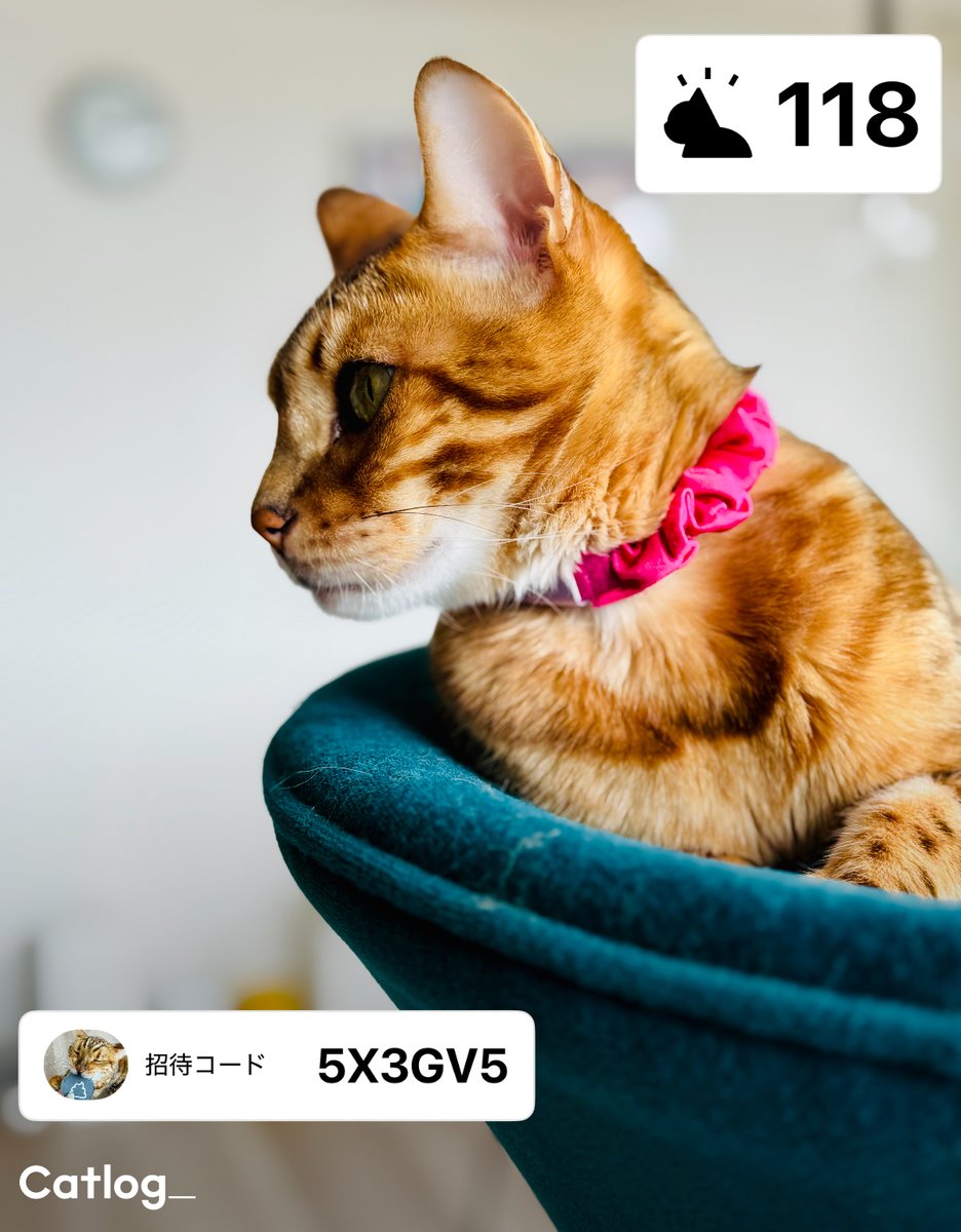 cat log キャットログ キャトログ セット レンタル] Catlog Board(キャトログボード) ボード型IoTデバイス