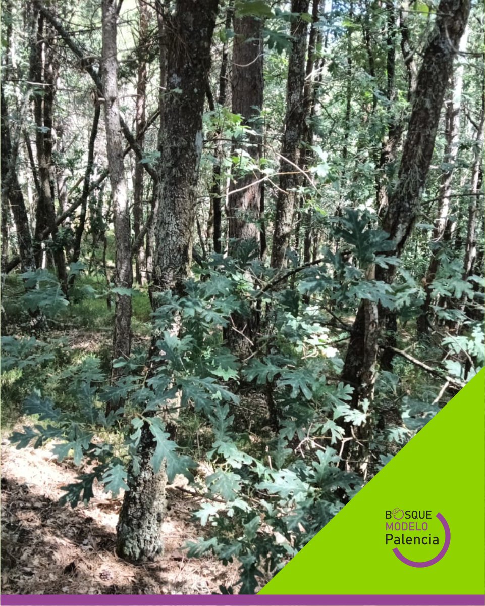 Proy_BMPalencia's tweet image. Estos días realizamos tareas de planificación forestal en la A2 &quot;Planificación: prevención, movilización y conservación&quot; y queremos compartir con tod@s unas cuantas imágenes para que podáis conocer el @BMPalencia un poco mejor.
@FBiodiversidad  #ProyectosPRTR #NextGenerationEU