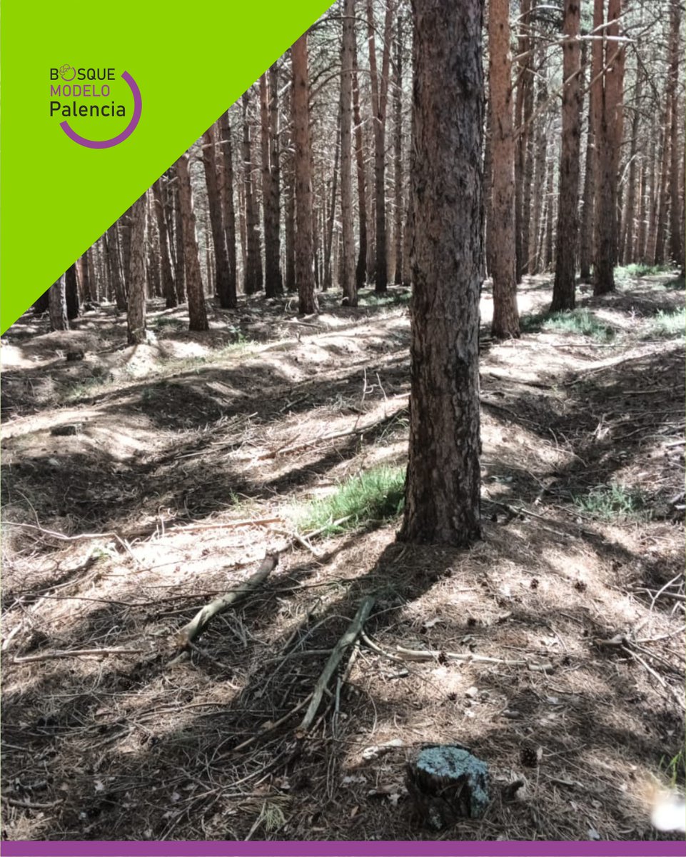 Proy_BMPalencia's tweet image. Estos días realizamos tareas de planificación forestal en la A2 &quot;Planificación: prevención, movilización y conservación&quot; y queremos compartir con tod@s unas cuantas imágenes para que podáis conocer el @BMPalencia un poco mejor.
@FBiodiversidad  #ProyectosPRTR #NextGenerationEU
