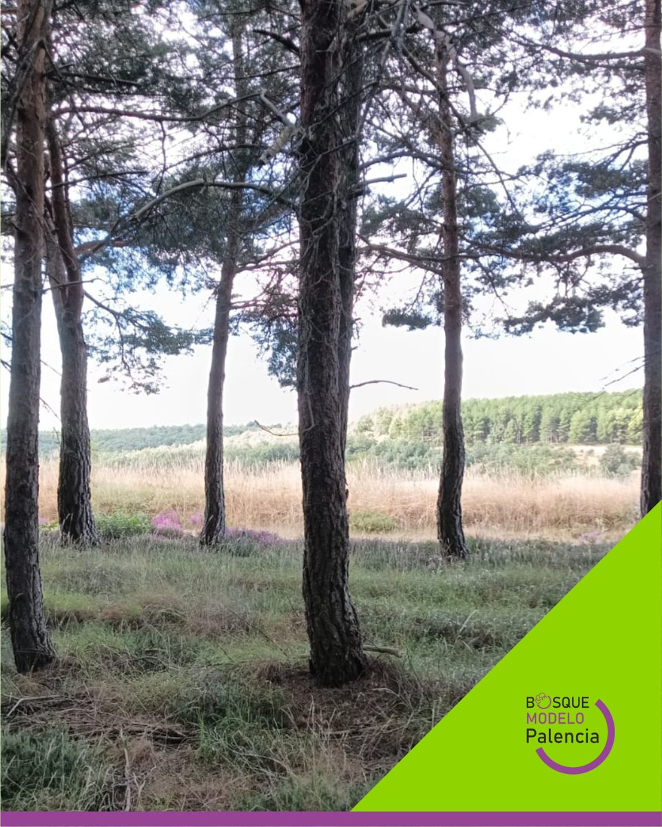 Proy_BMPalencia's tweet image. Estos días realizamos tareas de planificación forestal en la A2 &quot;Planificación: prevención, movilización y conservación&quot; y queremos compartir con tod@s unas cuantas imágenes para que podáis conocer el @BMPalencia un poco mejor.
@FBiodiversidad  #ProyectosPRTR #NextGenerationEU